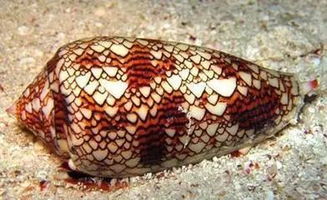 這些淺海的海洋生物,原來這么毒